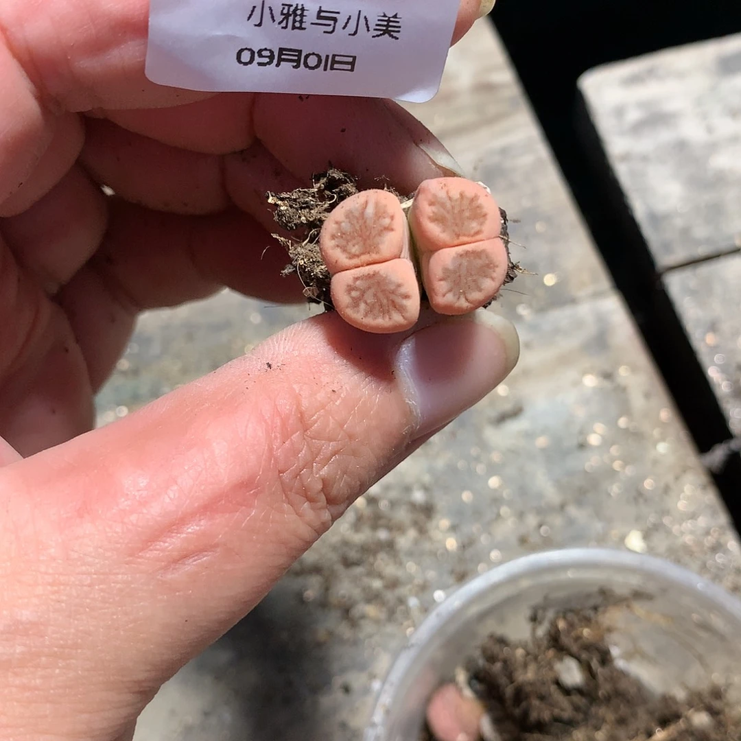 素***?A155多肉植物保护