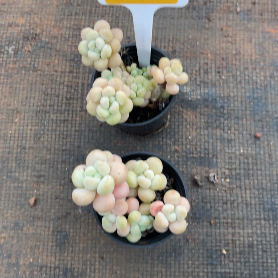 云尘多肉一物一拍15