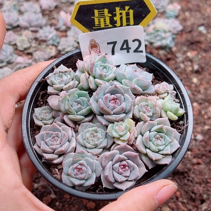 多肉植物多肉植物