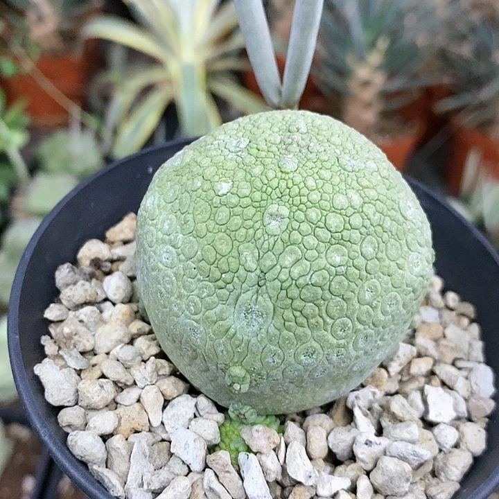 花花草草花花草草