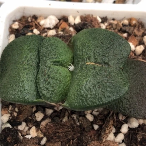 军配蜗牛短宽叶蜗牛