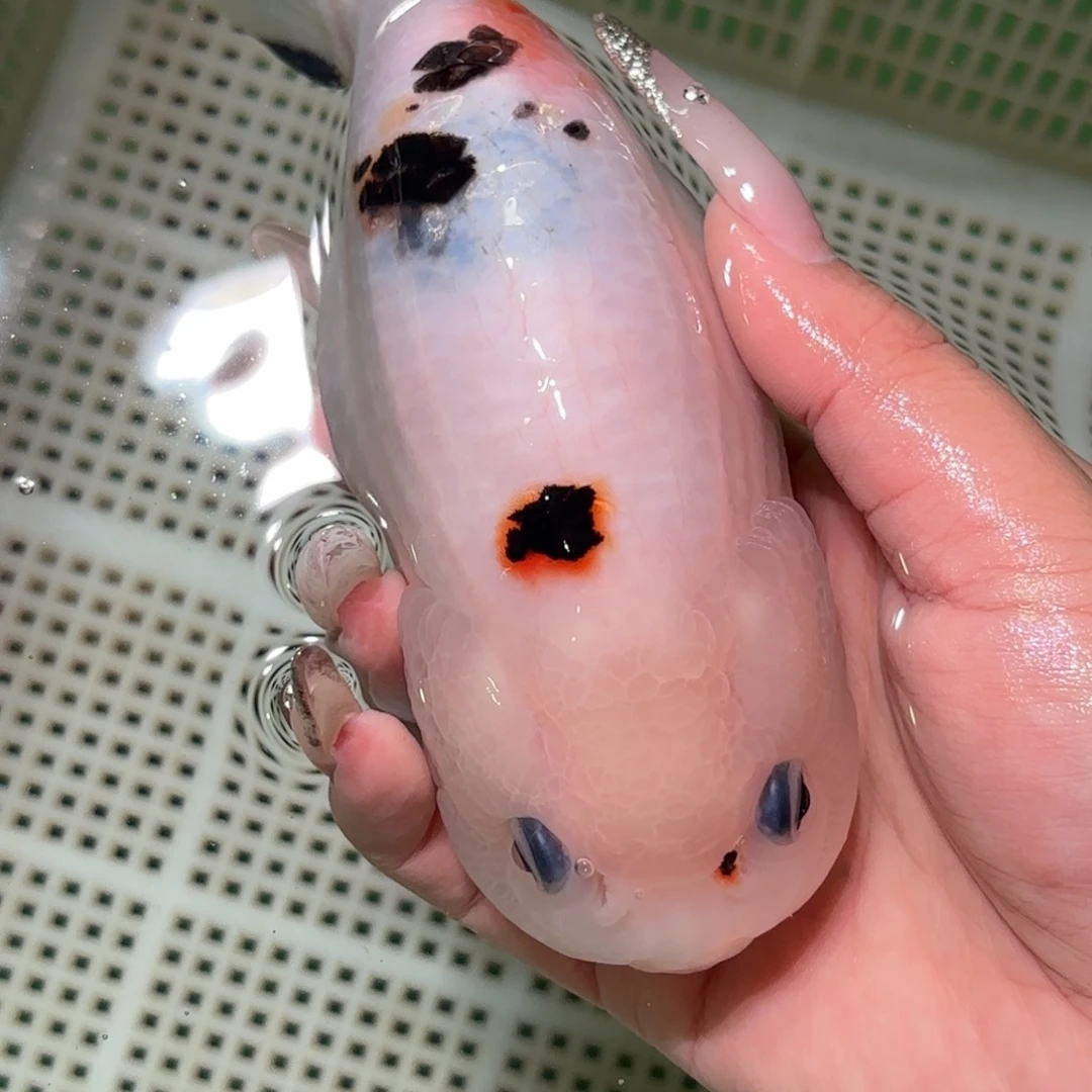 小****金鱼拍包装包邮，不拍包装运费到付