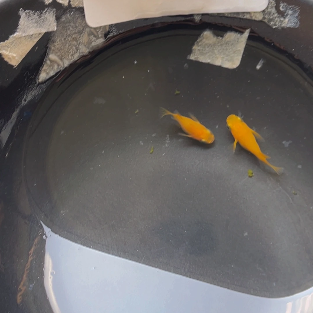 青鳉211初恋球一对
