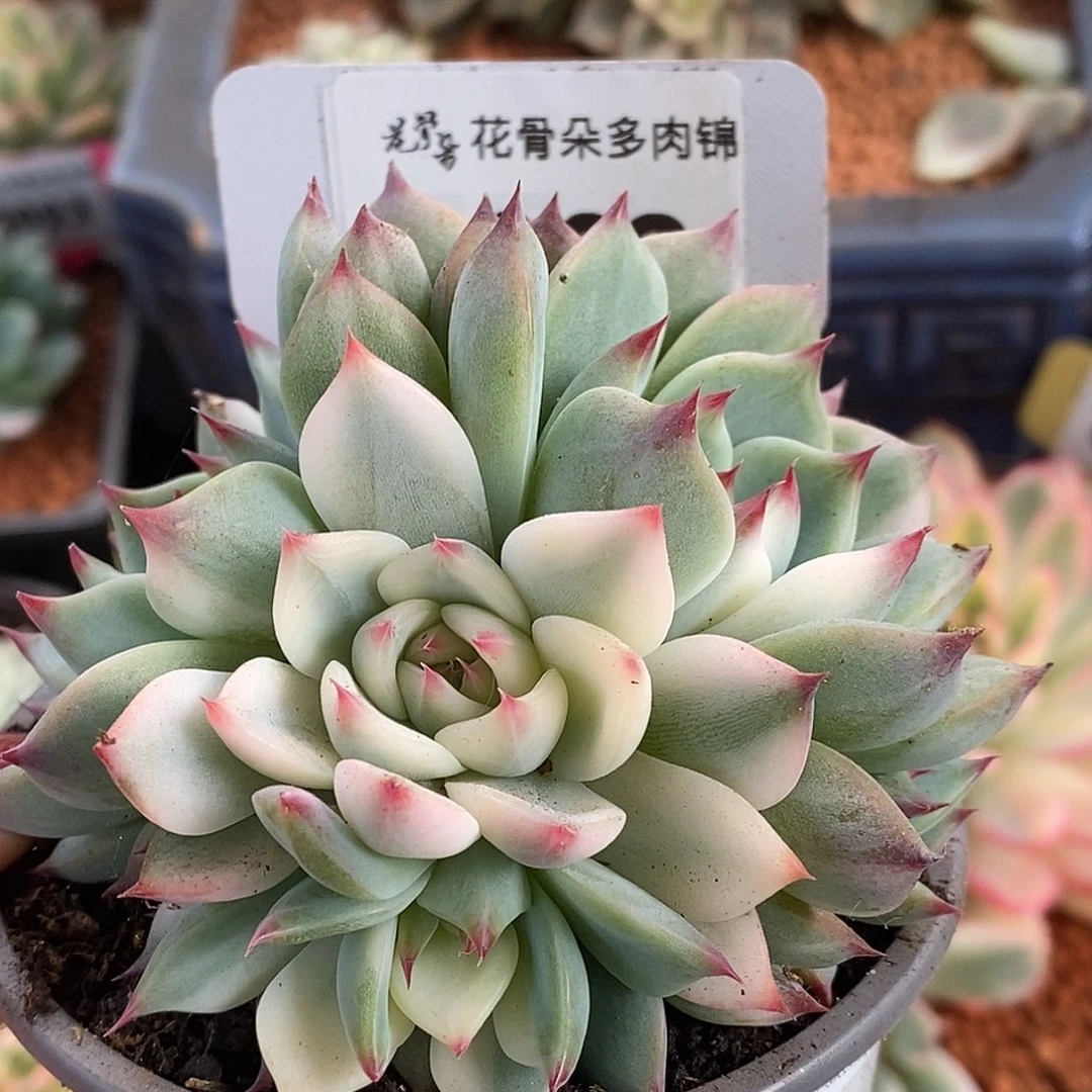 263娃娃手捧六头哈哈哈哈