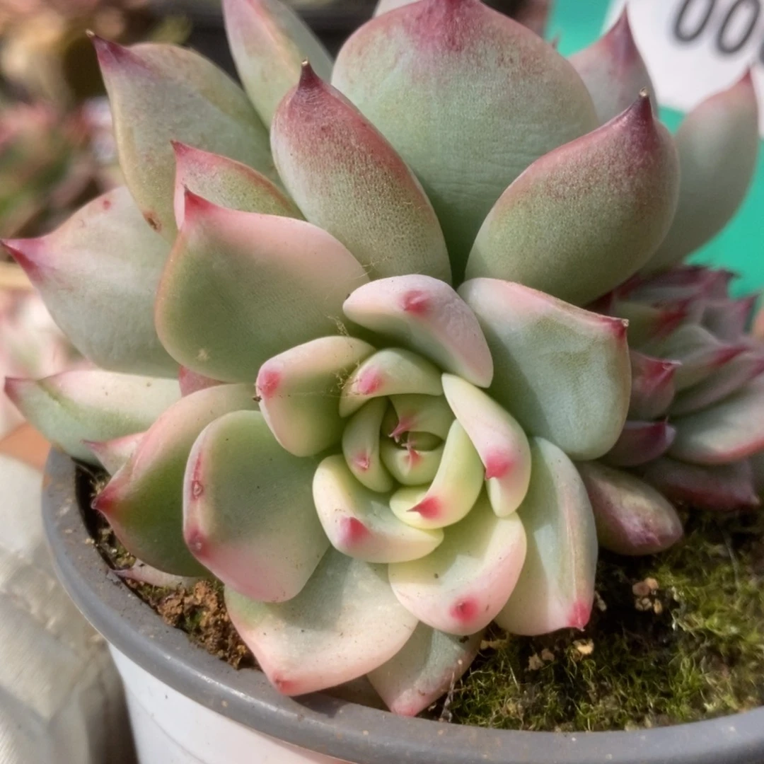 008锦锦锦锦锦锦锦