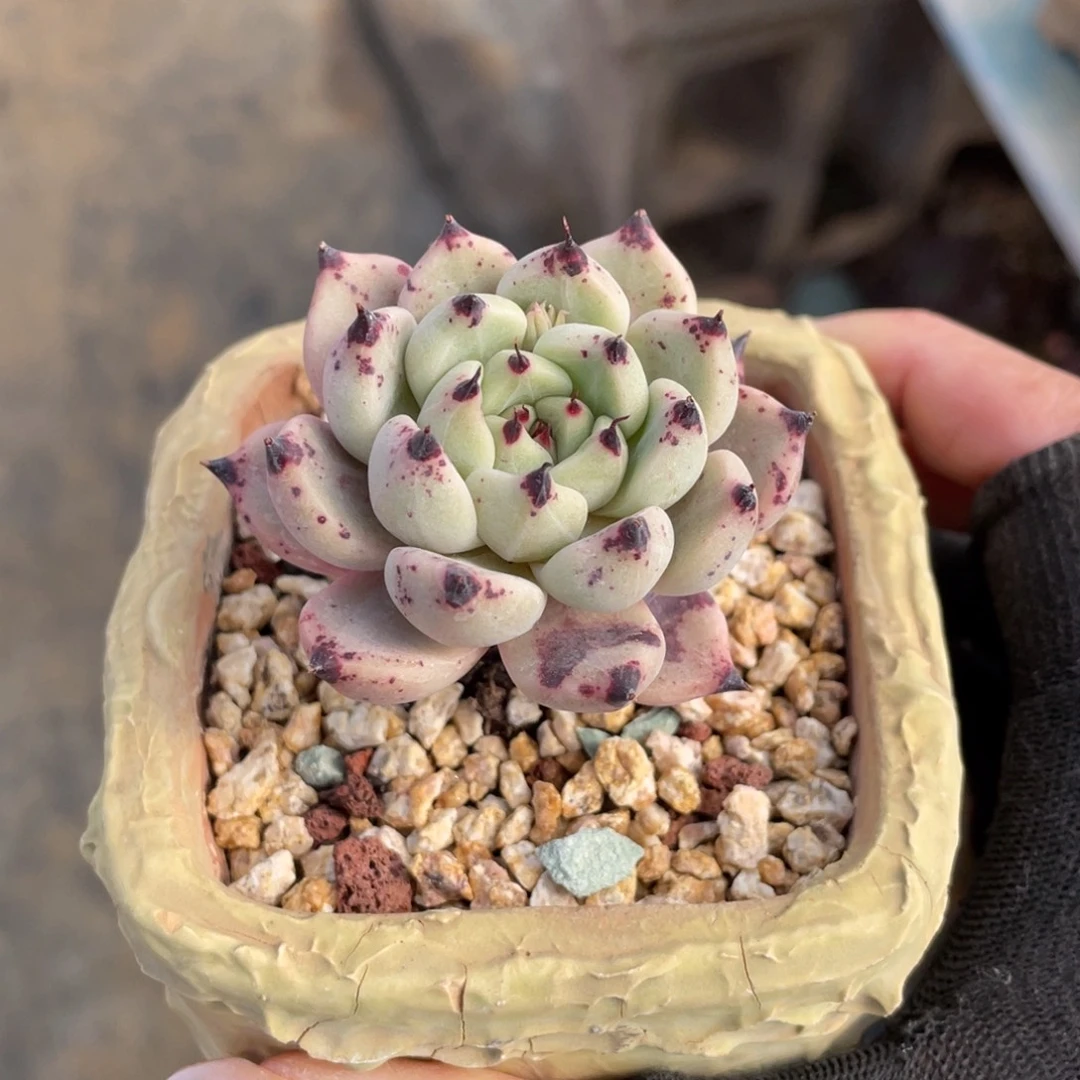 东云杂交单头老桩