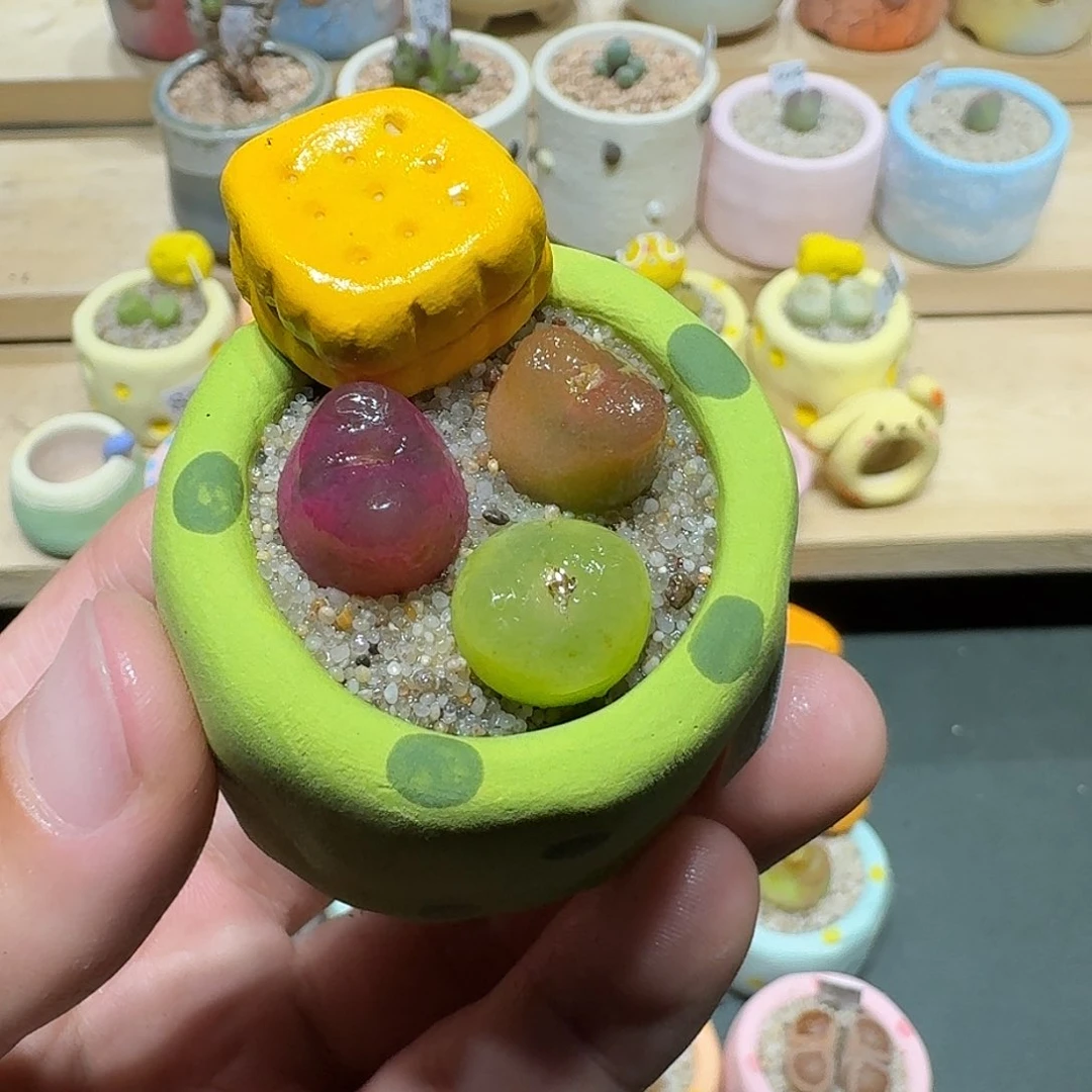 红陶蘑菇236毛汉尼