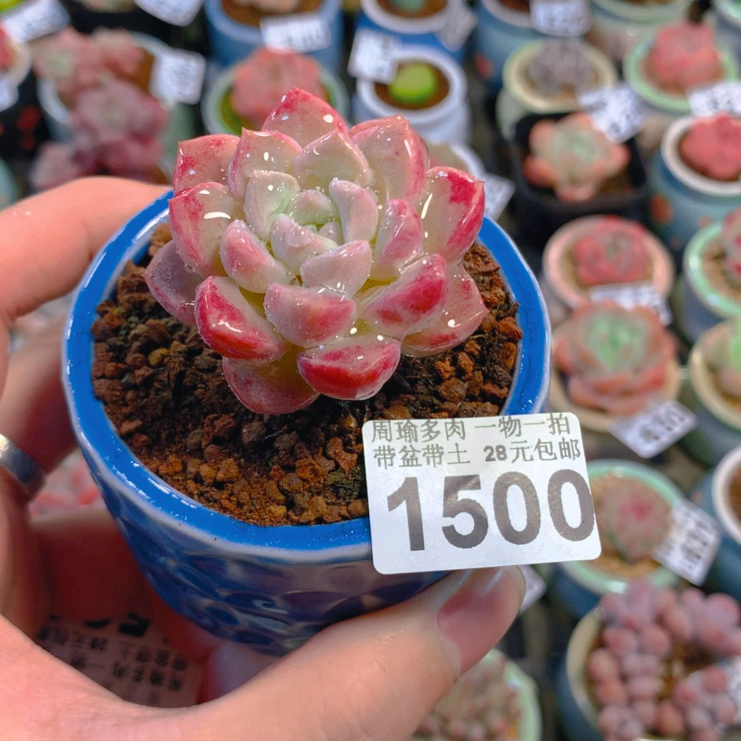 5厘米盆精控多肉1500