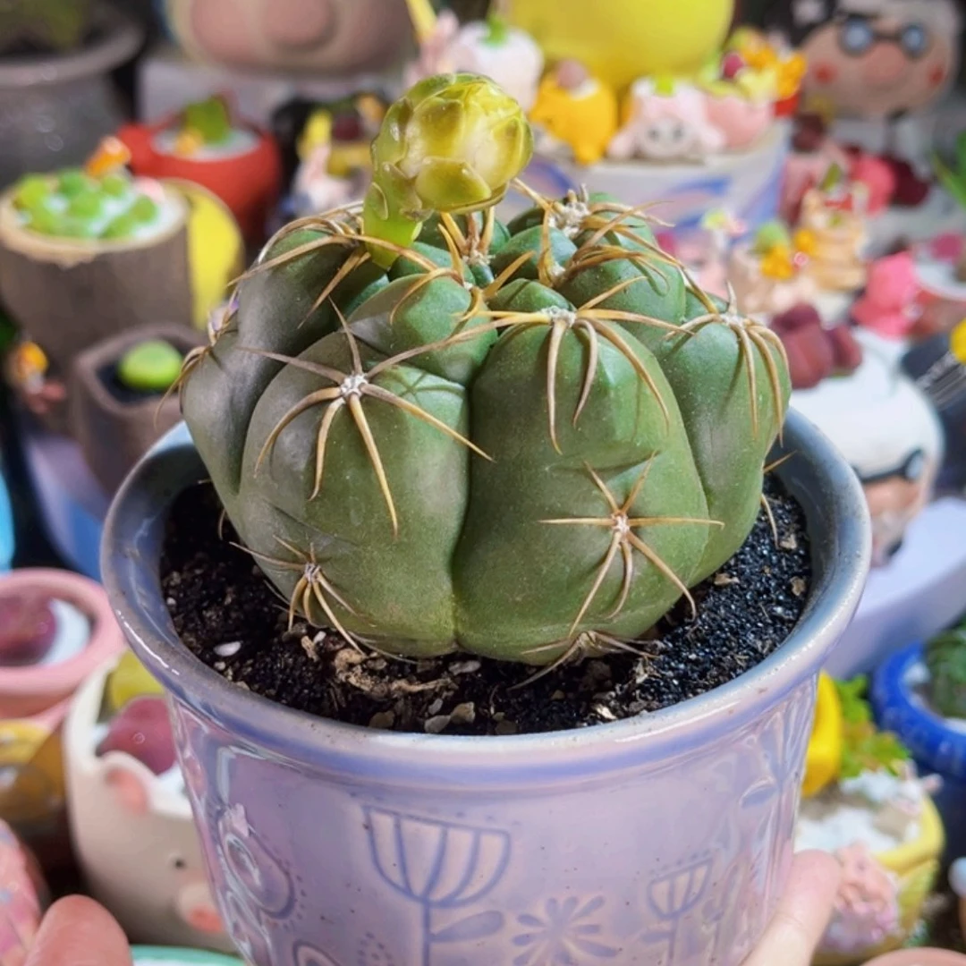 013大海王连盆带土包邮