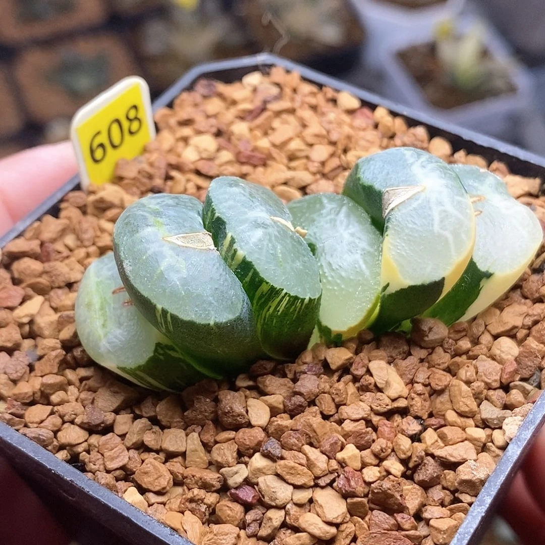 608号碧峰玉扇锦一物一拍