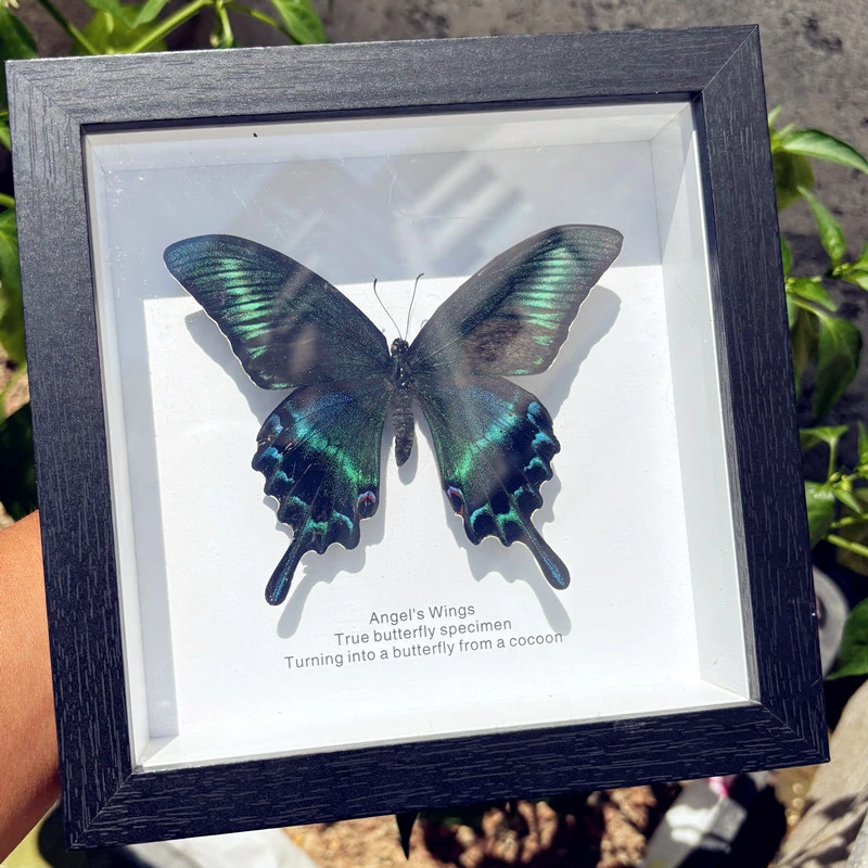绿带翠凤蝶真蝴蝶标本成品礼物摆件装饰画女生生日礼物520情人节