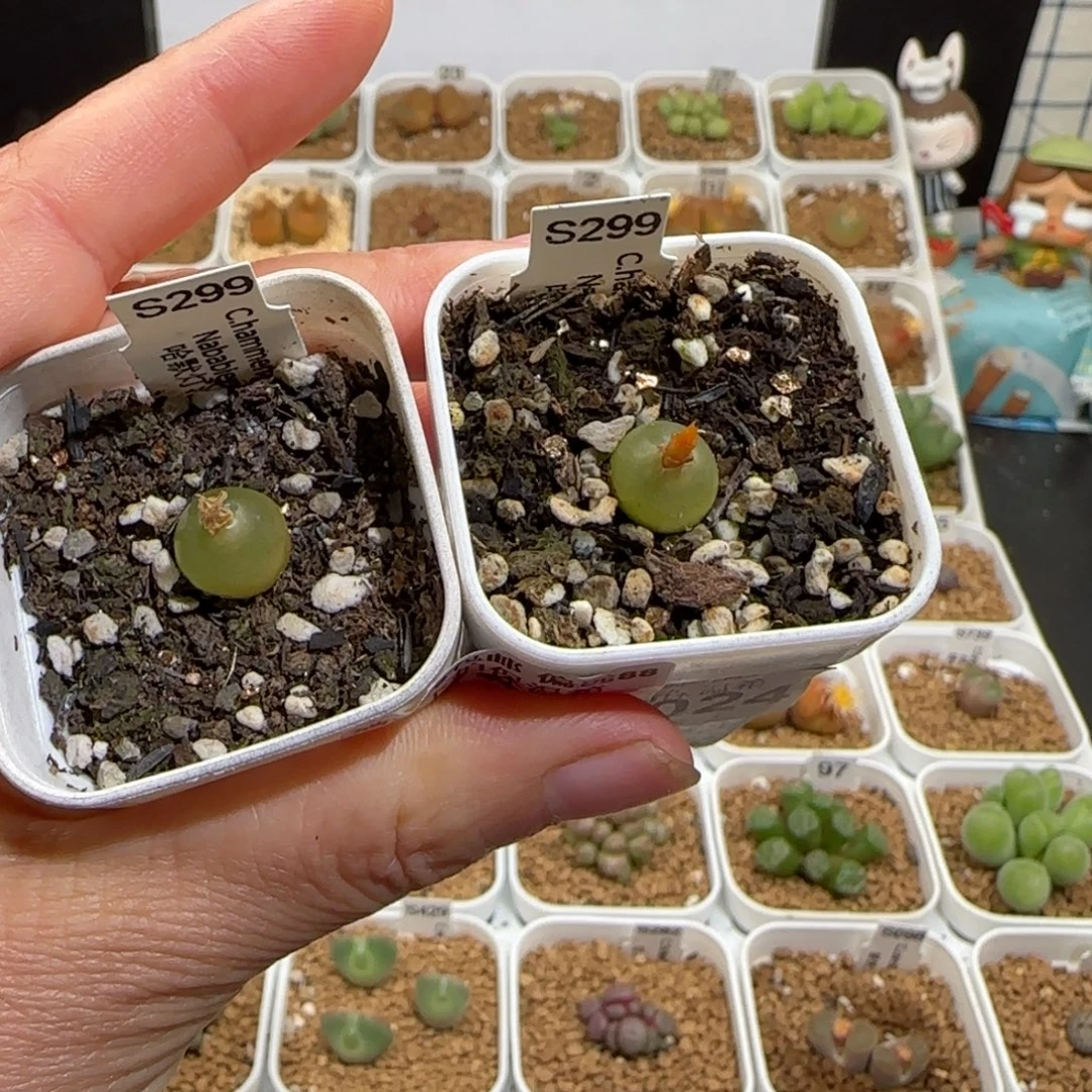 肉锥多肉植物组合-哈默724