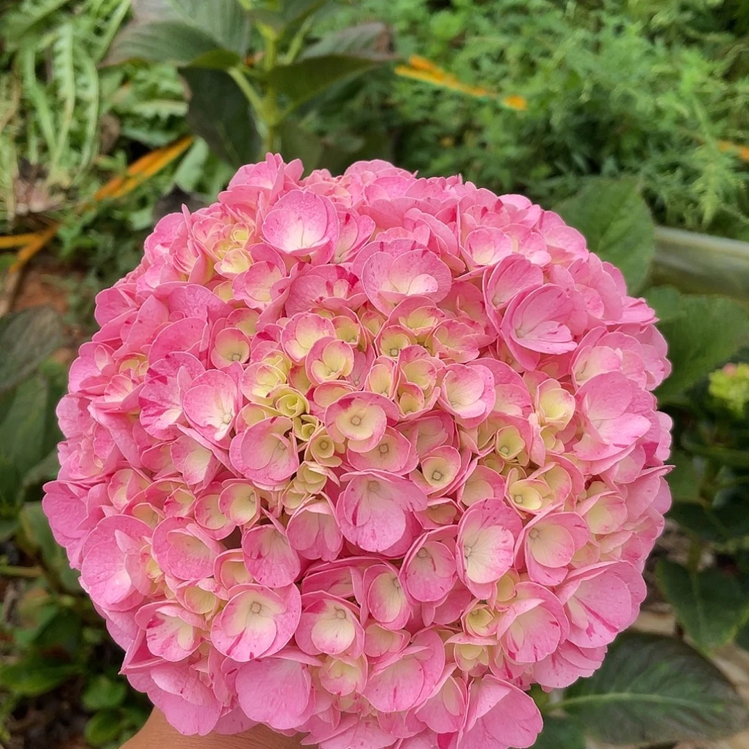 绣球切花一物一拍3枝起包邮，124