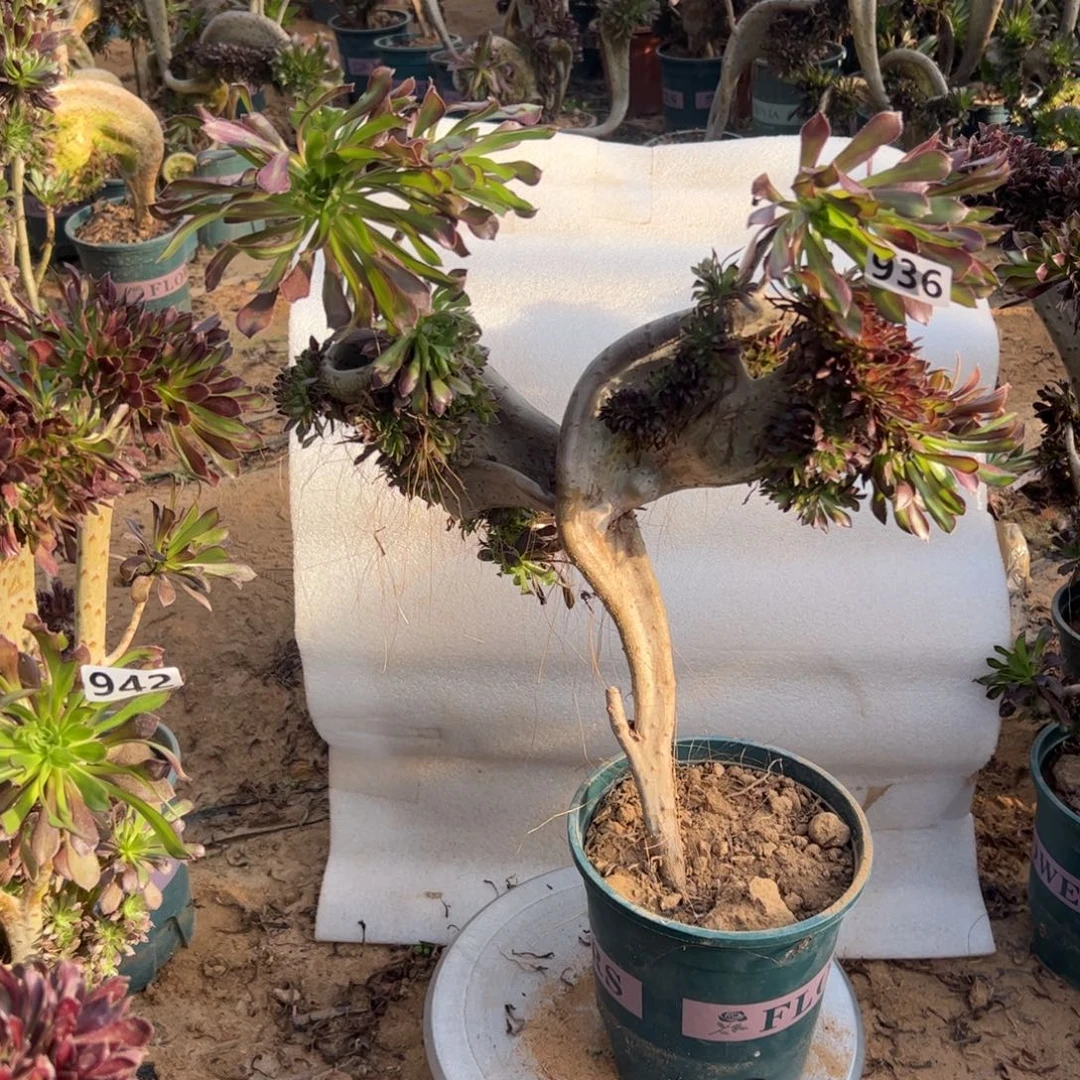 妖翅膀936高度42有伤