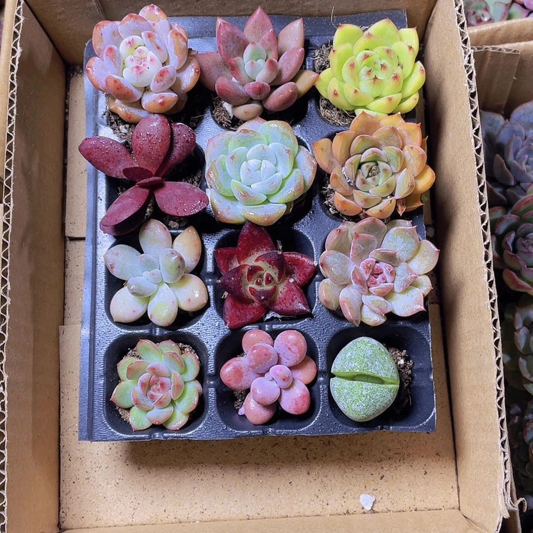 12颗小贵货约2-3厘米