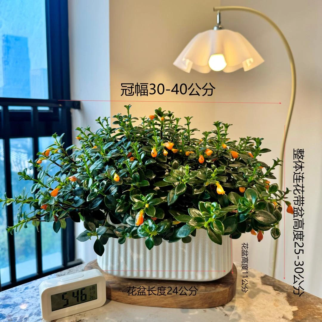 金鱼吊兰【带花苞发货】送花盆送肥料】耐寒室内绿植阳台招财除甲醛