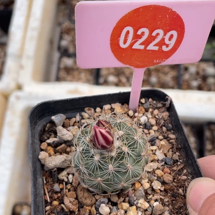 鱼***鱼实生白琥娇丽0229000000