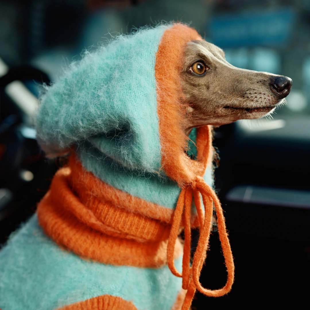 【MOJITO马海毛衣】狗狗衣服秋冬款保暖小中大型犬毛衣套装带帽子