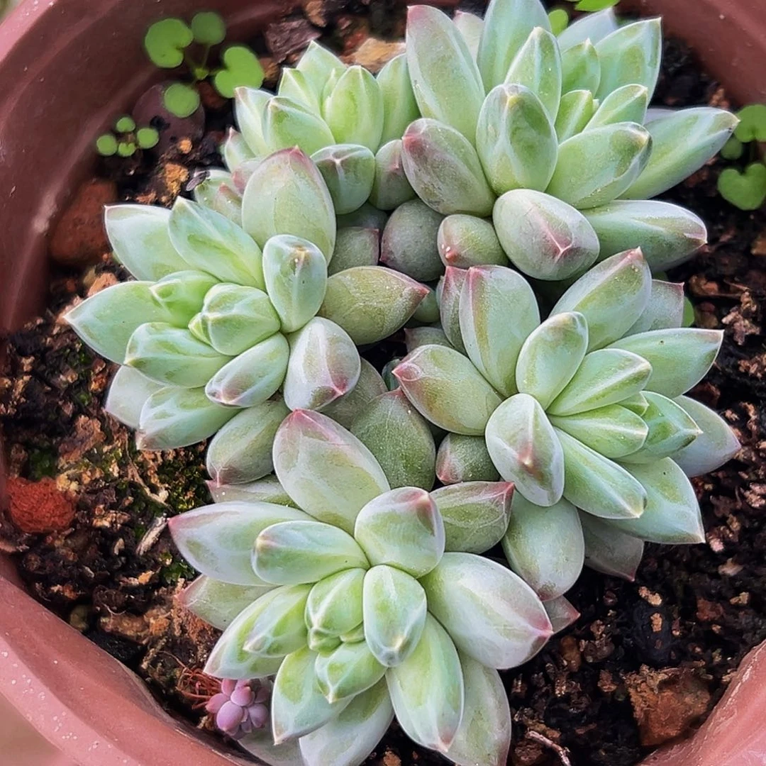 桔云多肉美人精品系列