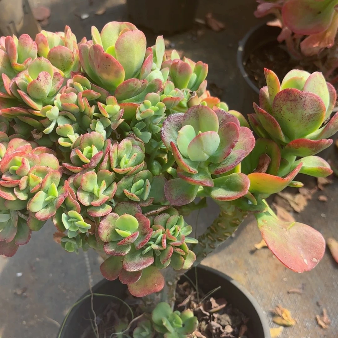 星*。红梅17-32。