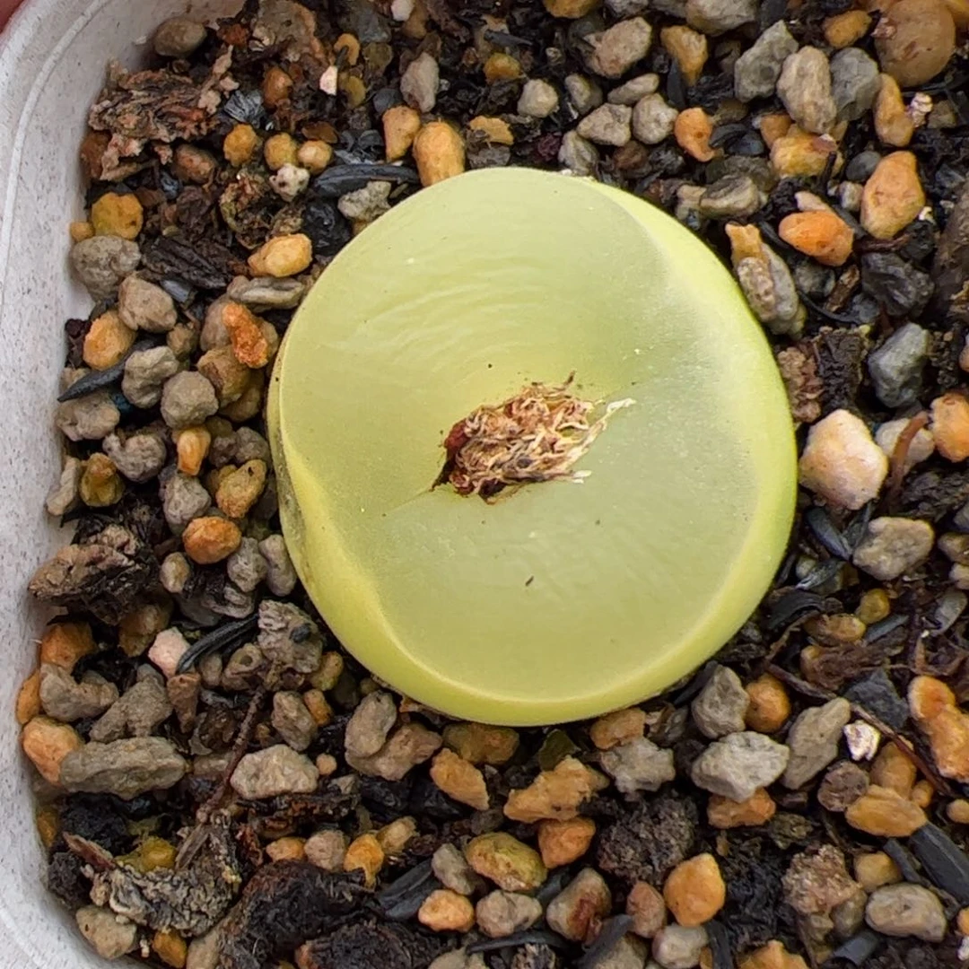 0266号O泡 多肉植物 有伤