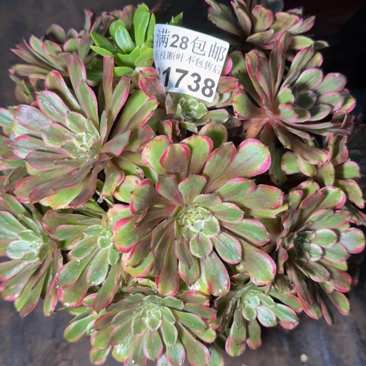 31738粉黛多肉植物