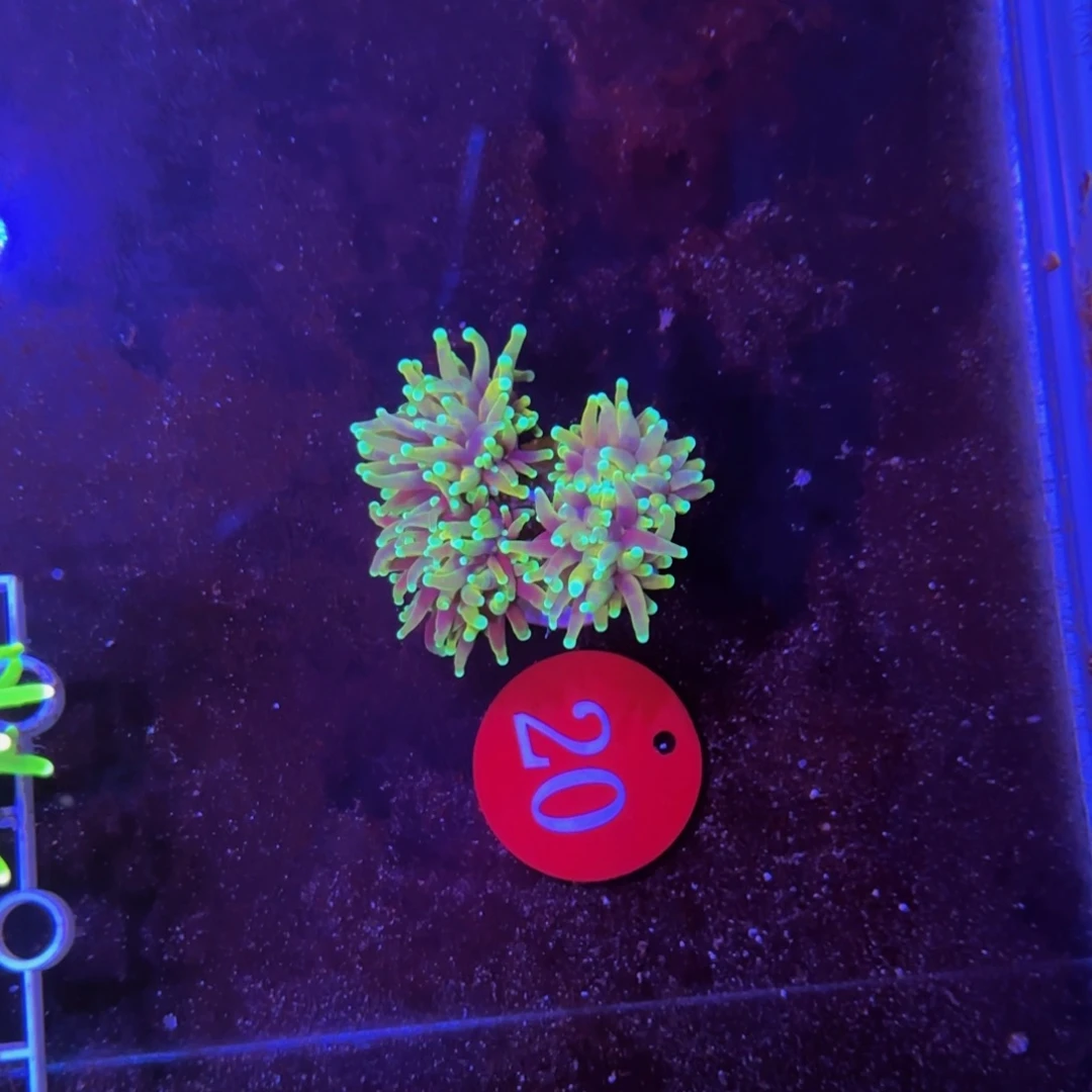 万鱼来朝海水观赏