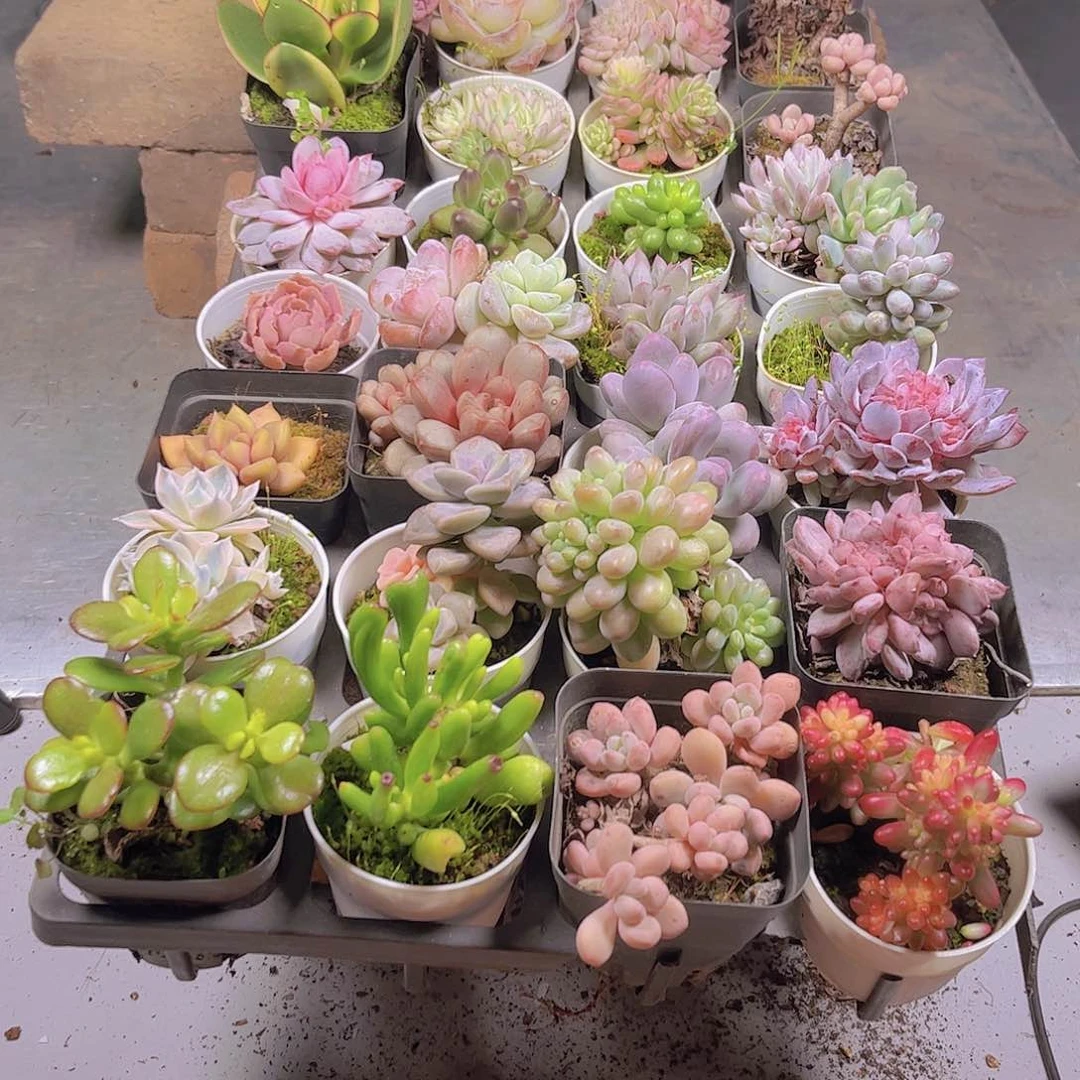 难*候多肉组合一筐127