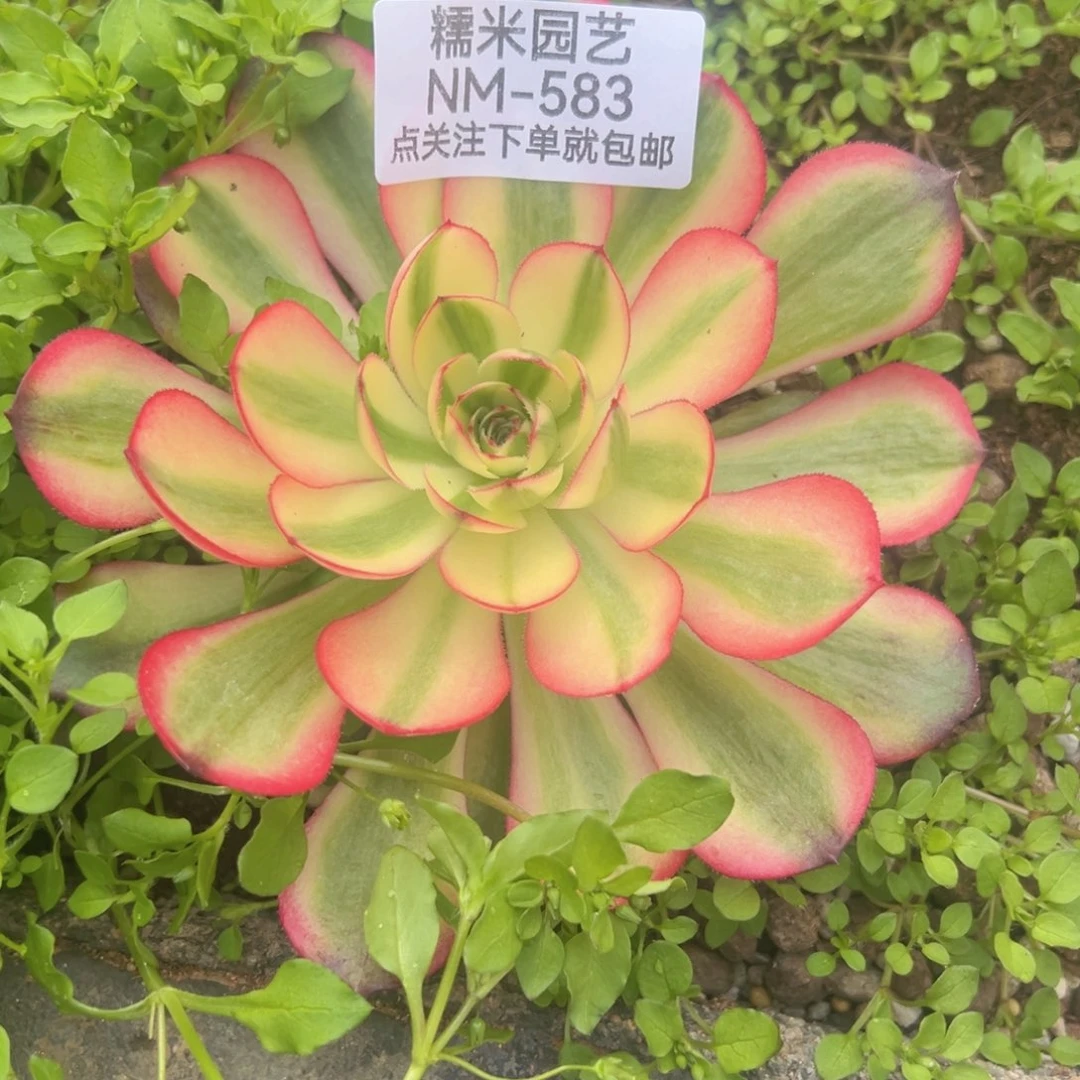 荔枝多肉植物583