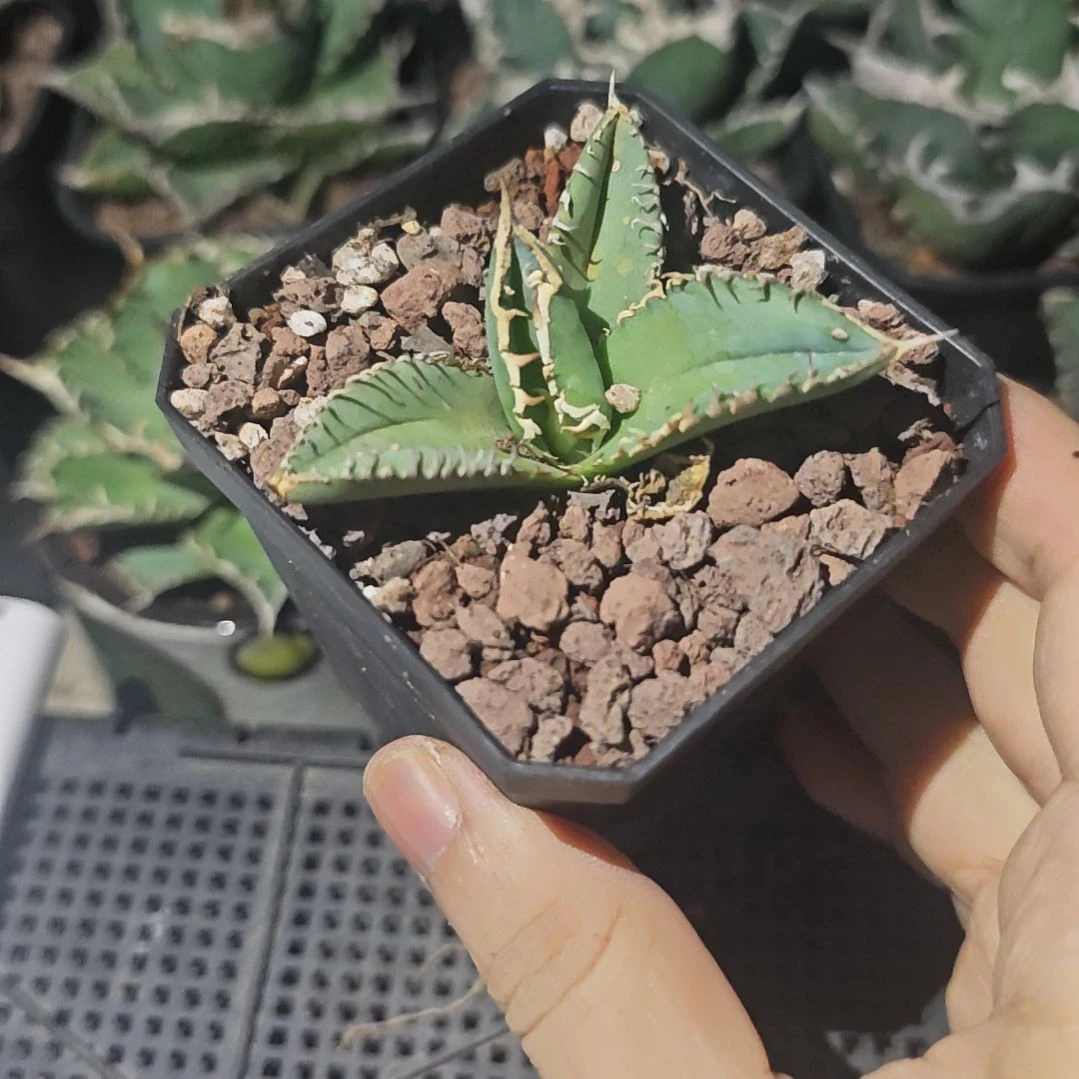 白豪刺仁王冠龙舌兰