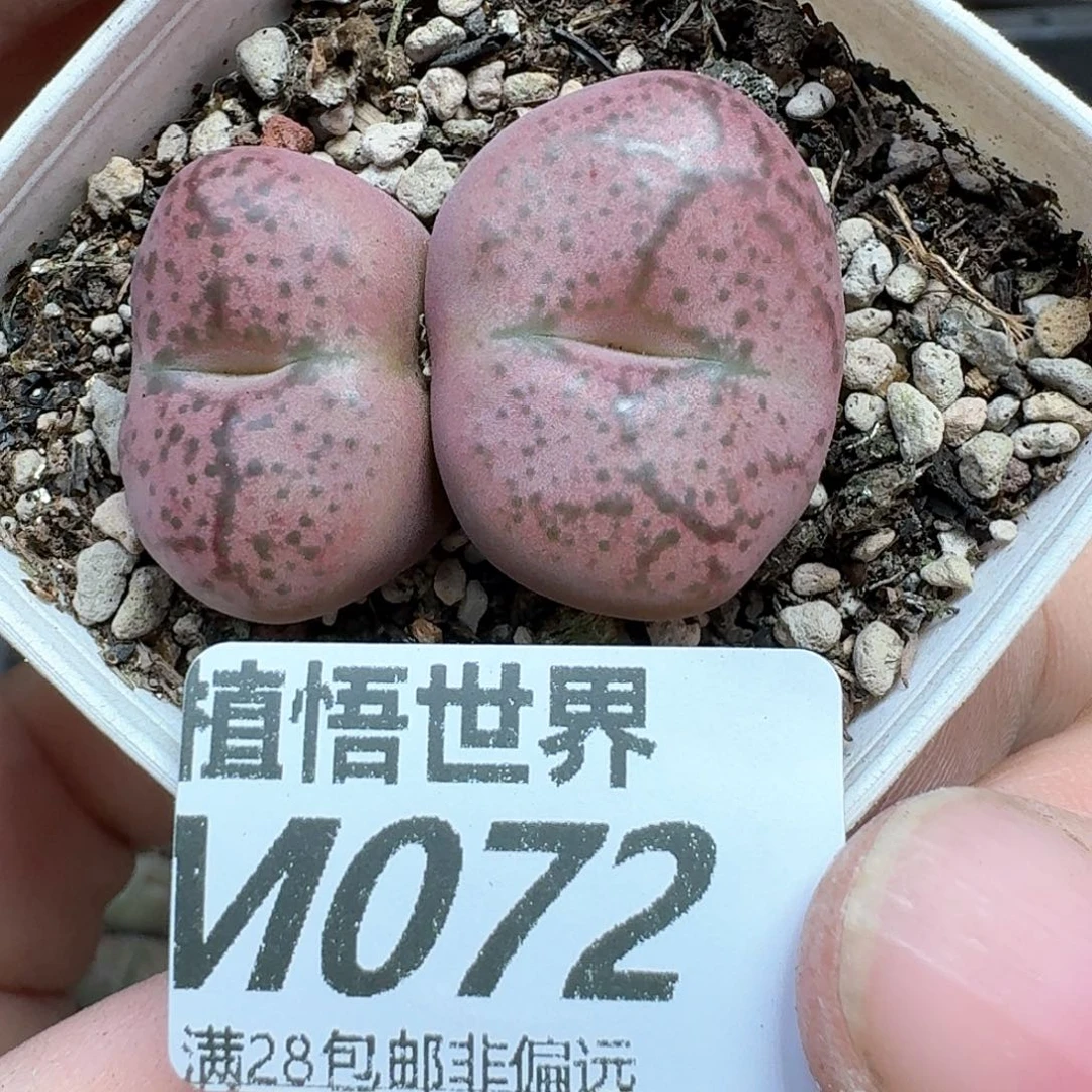 多肉植物的润泽无法