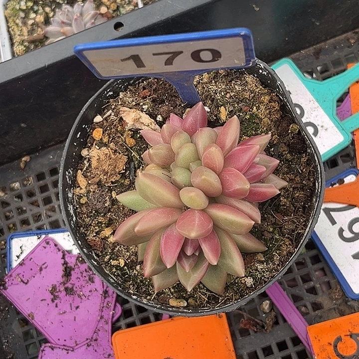 多肉植物迷雾泡泡170