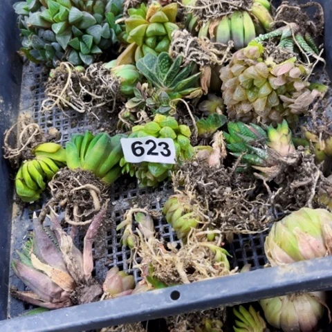 623丑雨露一筐一物一图如图