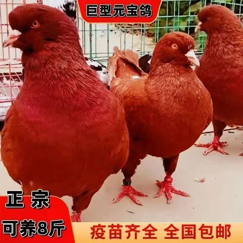 元宝鸽子活苗落地王肉鸽元宝鸽青年鸽小鸽子批发包邮包活到家