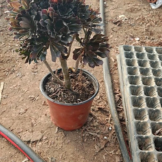 灰法师加急发货21