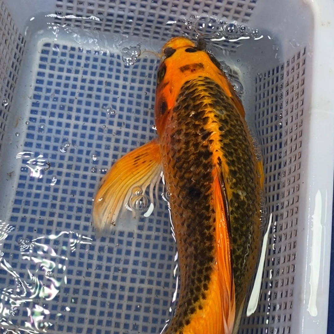 锦鲤冷水锦鲤包邮