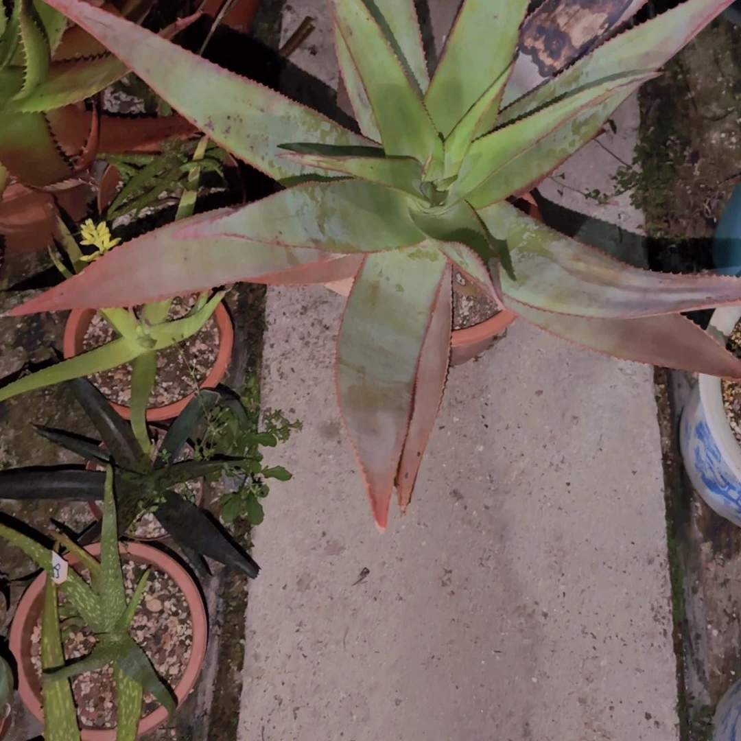 石**小块根植物块根植物