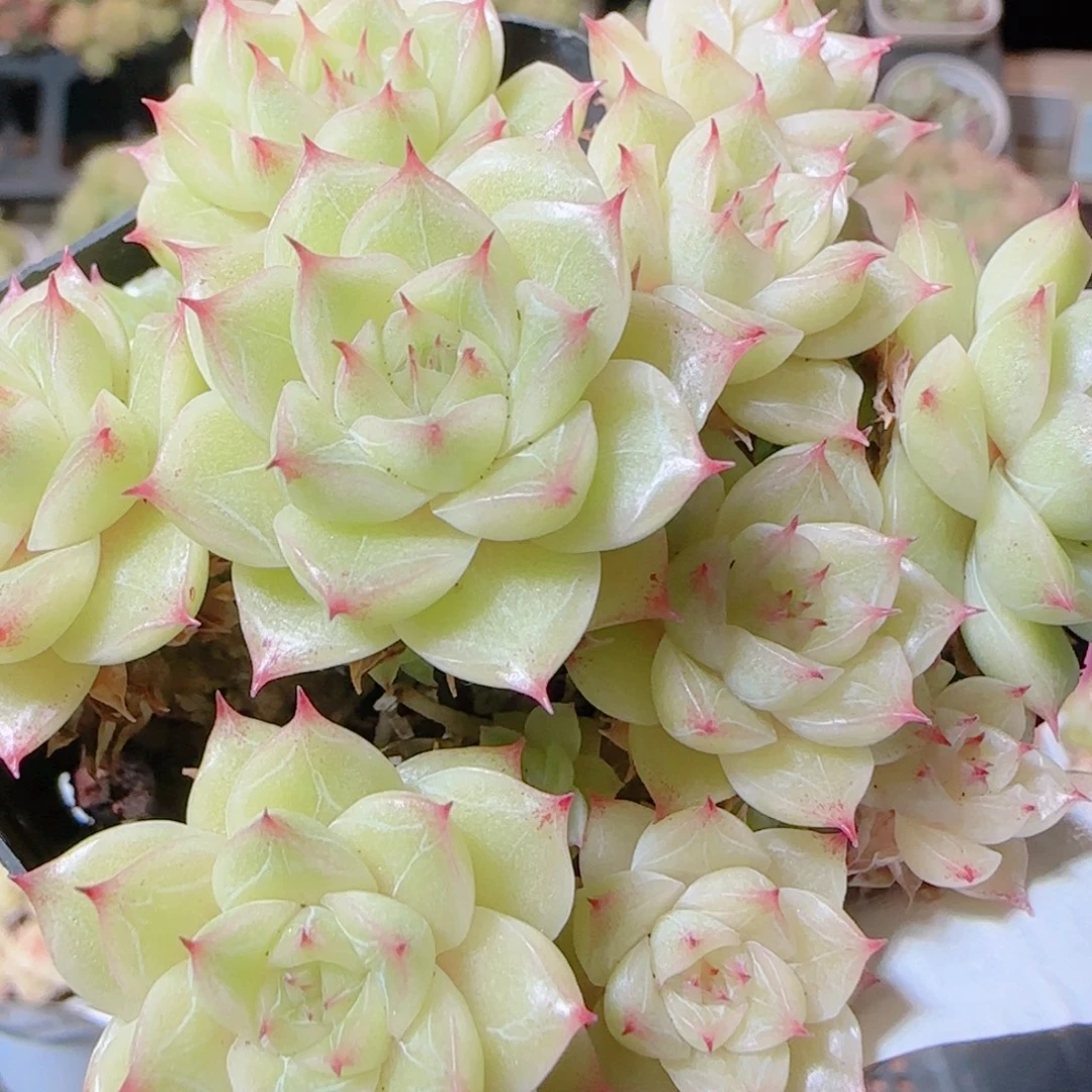 花语逸镜1111-79散