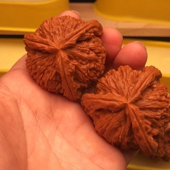 1***2核桃核桃核桃核桃咯核桃