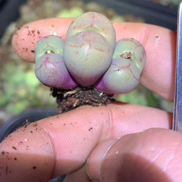 精品多肉植物大战僵尸先生