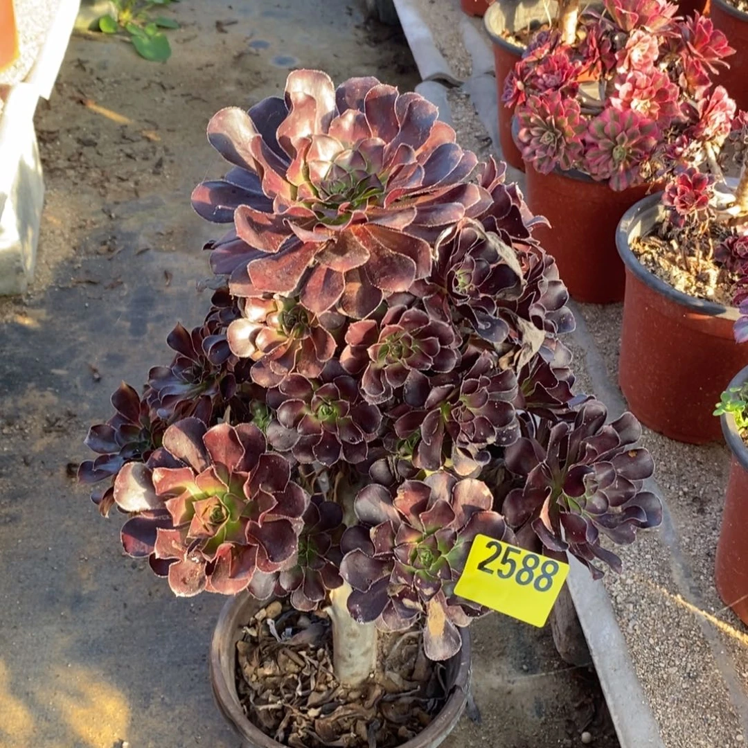 黑法多肉法师2588