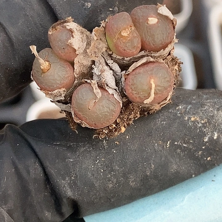 桃喜花园0123-22肯尼迪