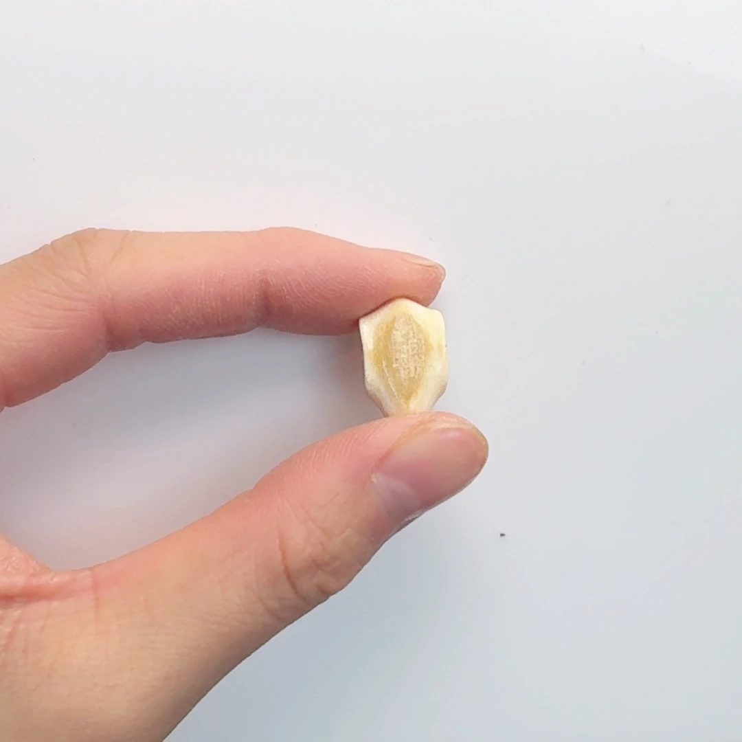 柏香籽/百香籽吊坠Z****H猛犸