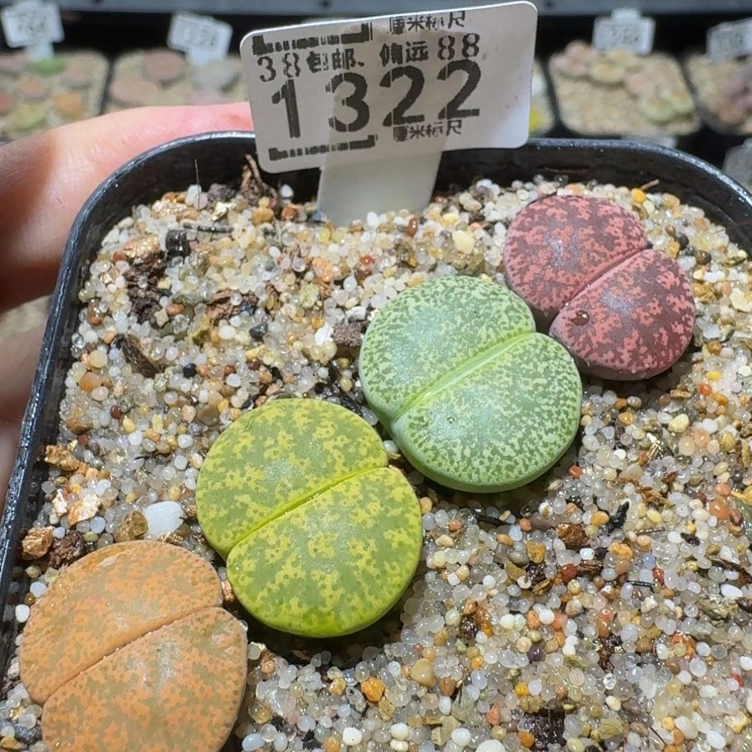 Sssss精品生石花1322