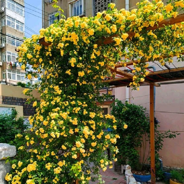 【黄木香】藤本月季当年开花月季花苗庭院植物紫色栽