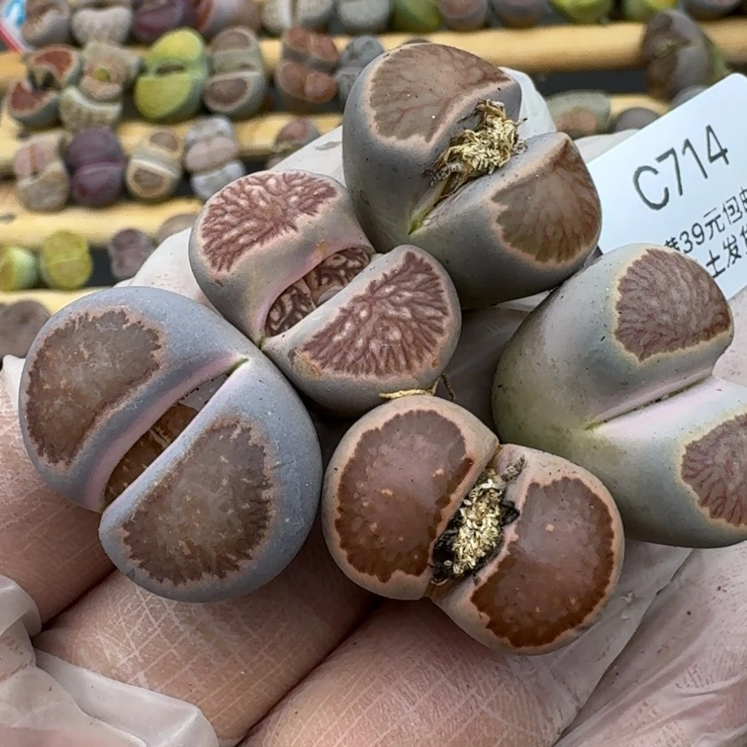 714哈哈哈哈哈哈哈哈哈哈哈