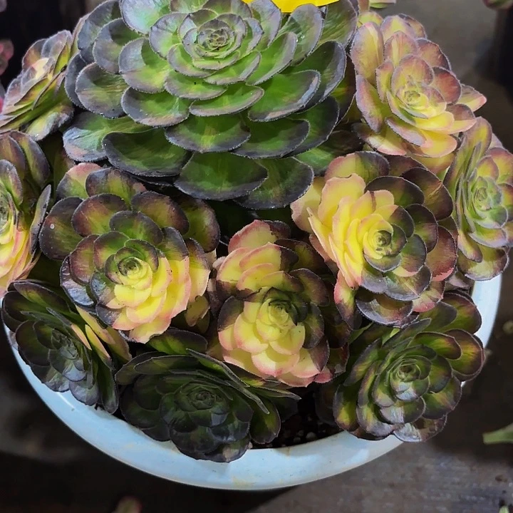 *****多肉植物海王七彩0916