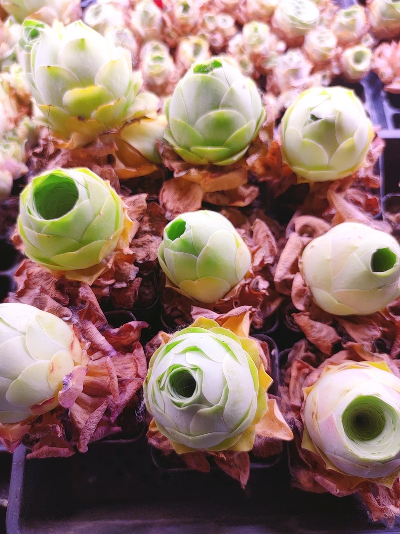 20包邮，山地玫瑰（大丹凤休眠脱土的）