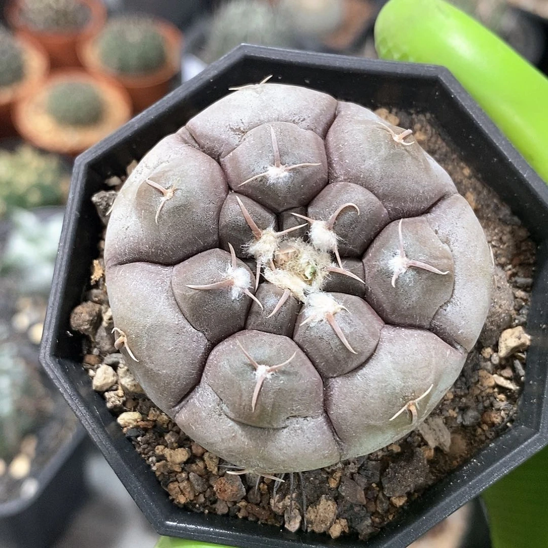 华*实生铅皮仙人球