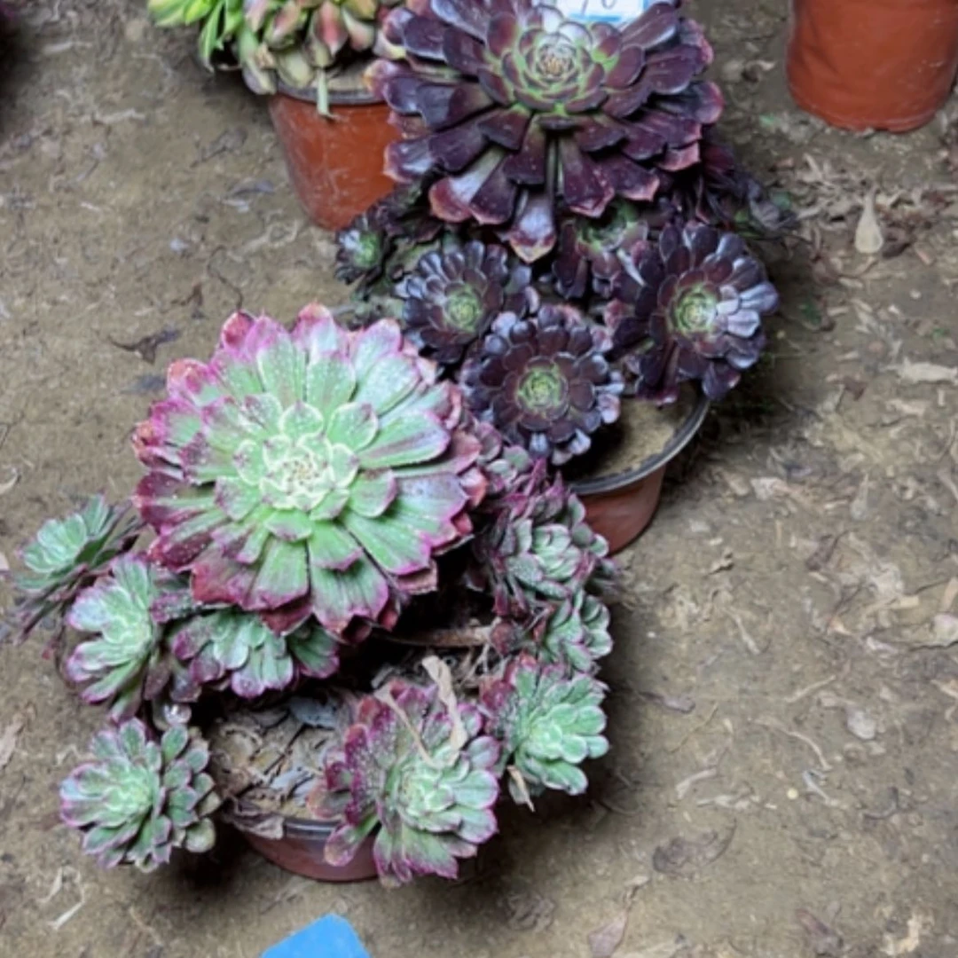 【闪购商品】观*莲多肉植物两个10